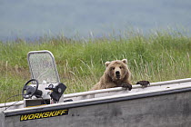 Grizzly Bear (Ursus arctos horribilis) investigating motor boat, Brooks Falls, Alaska