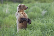 Grizzly Bear (Ursus arctos horribilis) on look out, Brooks Falls, Alaska