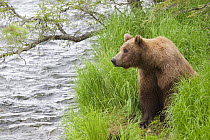 Grizzly Bear (Ursus arctos horribilis) on riverbank, Brooks Falls, Alaska