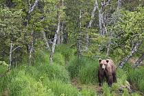 Grizzly Bear (Ursus arctos horribilis) in forest, Brooks Falls, Alaska