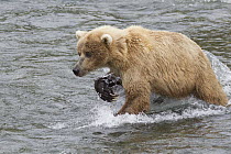 Grizzly Bear (Ursus arctos horribilis) foraging for salmon, Brooks Falls, Alaska