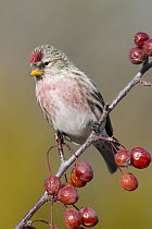 Common Redpoll (Carduelis flammea) male perching among berries, Troy, Montana