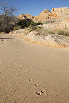Desert Cottontail (Sylvilagus audubonii) tracks in sand, Nevada