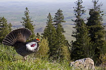 Blue Grouse (Dendragapus obscurus) male displaying, Troy, Montana