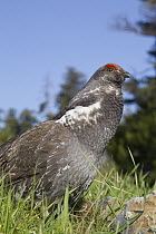 Blue Grouse (Dendragapus obscurus) male, Troy, Montana