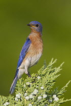 Eastern Bluebird (Sialia sialis) male, La Crosse, Wisconsin