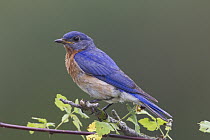 Eastern Bluebird (Sialia sialis) male, La Crosse, Wisconsin