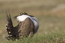 Sage Grouse (Centrocercus urophasianus) male displaying, UL Bend National Wildlife Refuge, north-central Montana, Sequence 3 of 4