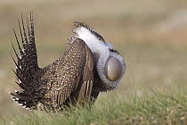 Sage Grouse (Centrocercus urophasianus) male displaying, UL Bend National Wildlife Refuge, north-central Montana, Sequence 4 of 4
