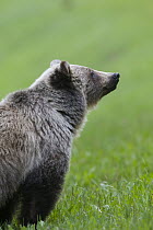 Grizzly Bear (Ursus arctos horribilis), Jasper National Park, Alberta, Canada