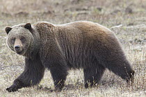 Grizzly Bear (Ursus arctos horribilis) walking, Jasper National Park, Alberta, Canada