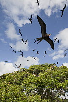 Magnificent Frigatebird (Fregata magnificens) flock flying, Sian Ka'an Biosphere Reserve, Mexico