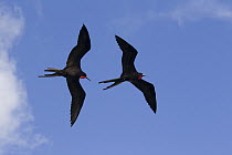 Magnificent Frigatebird (Fregata magnificens) pair flying, Sian Ka'an Biosphere Reserve, Mexico