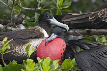 Magnificent Frigatebird (Fregata magnificens) displaying male with inflated gular air pounch and female at nest site, Sian Ka'an Biosphere Reserve, Mexico