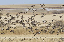 Northern Pintail (Anas acuta) flock taking flight, Fairfield, Montana