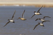 Northern Pintail (Anas acuta) drakes following female during courtship, Fairfield, Montana