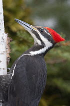 Pileated Woodpecker (Dryocopus pileatus) female, Troy, Montana