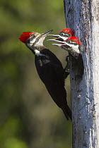 Pileated Woodpecker (Dryocopus pileatus) mother with chicks in nest cavity, Troy, Montana
