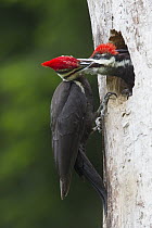 Pileated Woodpecker (Dryocopus pileatus) mother feeding chick in nest cavity, Troy, Montana
