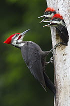 Pileated Woodpecker (Dryocopus pileatus) mother with chicks in nest cavity, Troy, Montana