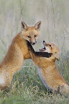 Red Fox (Vulpes vulpes) kits playing, Missoula, Montana