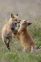 Red Fox (Vulpes vulpes) kits playing at den, Missoula, Montana