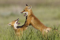Red Fox (Vulpes vulpes) kits playing, Missoula, Montana