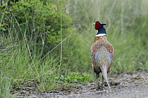 Ring-necked Pheasant (Phasianus colchicus) male, National Bison Range, Moise, Montana