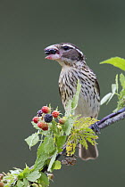 Rose-breasted Grosbeak (Pheucticus ludovicianus) female eating berries, La Crosse, Wisconsin