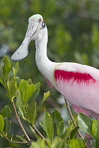 Roseate Spoonbill (Platalea ajaja), Sian Ka'an Biosphere Reserve, Mexico
