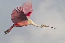Roseate Spoonbill (Platalea ajaja) flying, Sian Ka'an Biosphere Reserve, Mexico