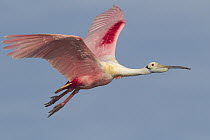 Roseate Spoonbill (Platalea ajaja) flying, Sian Ka'an Biosphere Reserve, Mexico