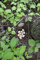 Ruffed Grouse (Bonasa umbellus) eggs in nest at base of tree, Troy, Montana
