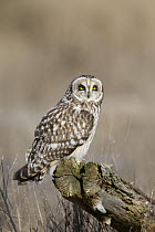 Short-eared Owl (Asio flammeus), Ronan, Montana