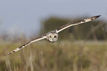 Short-eared Owl (Asio flammeus) flying, Ronan, Montana
