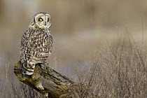 Short-eared Owl (Asio flammeus), Ronan, Montana