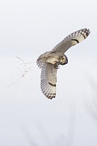 Short-eared Owl (Asio flammeus) flying with vole prey, Ronan, Montana