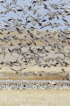 Snow Goose (Chen caerulescens) flock taking flight, Fairfield, Montana