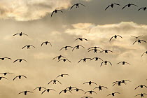 Snow Goose (Chen caerulescens) flock flying, Fairfield, Montana
