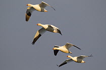 Snow Goose (Chen caerulescens) group flying, Fairfield, Montana