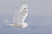 Snowy Owl (Nyctea scandiaca) flying, Polson, Montana