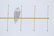 Snowy Owl (Nyctea scandiaca) on TV antenna, Polson, Montana