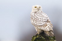 Snowy Owl (Nyctea scandiaca), Polson, Montana