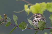 Song Sparrow (Melospiza melodia), La Crosse, Wisconsin