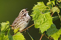 Song Sparrow (Melospiza melodia) calling, La Crosse, Wisconsin
