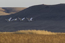 Tundra Swan (Cygnus columbianus) group flying, Fairfield, Montana