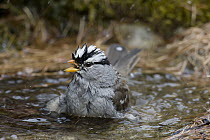 White-crowned Sparrow (Zonotrichia leucophrys) bathing, Troy, Montana