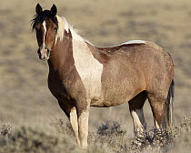 Wild Horse (Equus caballus), McCullough Peaks Wild Horse Range, north-central Wyoming