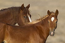 Wild Horse (Equus caballus) mare with foal, Pryor Mountain Wild Horse Range, Montana