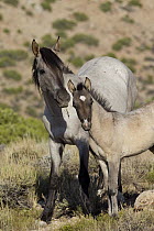 Wild Horse (Equus caballus) mare with foal, Pryor Mountain Wild Horse Range, Montana